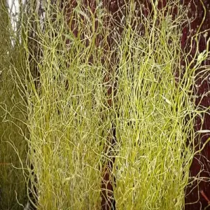 Bulk Curly Willow Branches | Various Sizes Available | 100% USA Sustainably Sourced