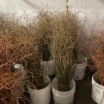 Curly Willow Branches Bundled