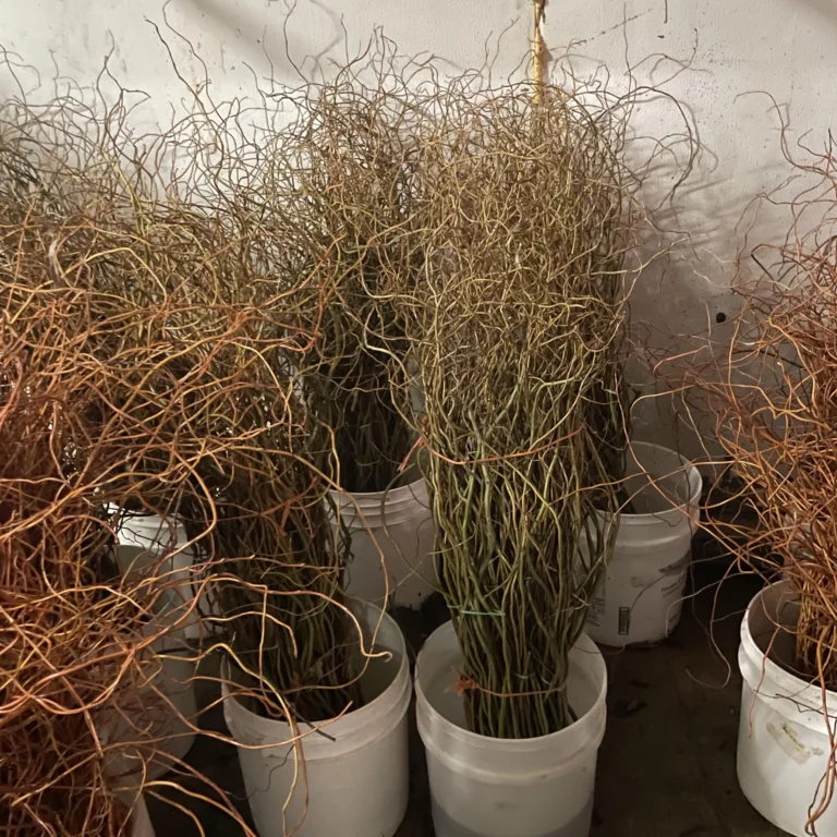 Curly Willow Branches Bundled