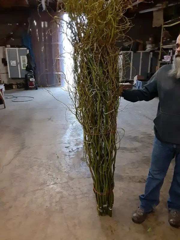 Extra Tall Curly Willow Branches