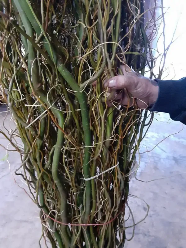 Extra Tall Curly Willow Branches Close Up