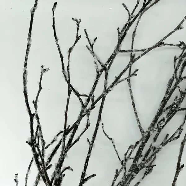 Natural Ice Crystal coated Birch Branches