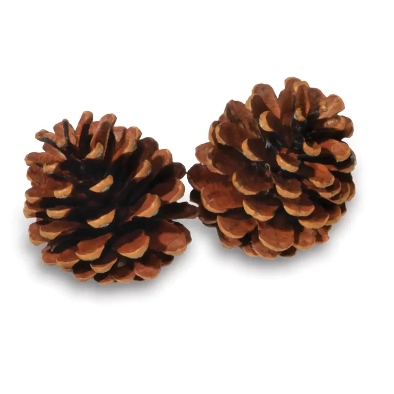 Bulk Austrica Pine Cones | 100% USA Sustainably Sourced