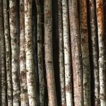 Bulk Birch Adler Poles | Various Sizes Available | 100% USA Sustainably Sourced