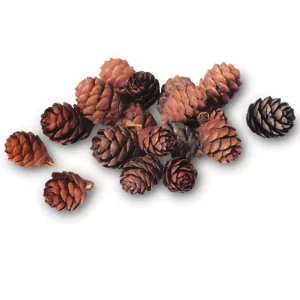 Bulk Black Spruce Pine Cones | 100% USA Sustainably Sourced