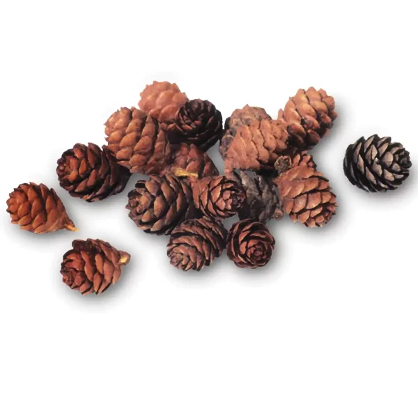 Bulk Black Spruce Pine Cones