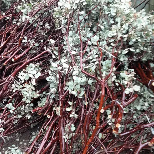 Bulk 48" Manzanita Branches