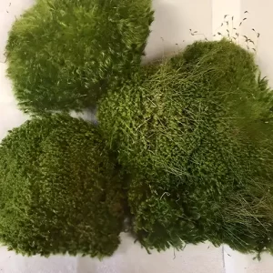 Bulk Mood Moss | 100% USA Sourced Sustainably | Various Sizes