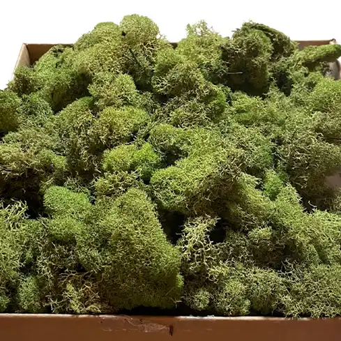 Bulk Preserved Reindeer Moss (Various Colors)  | 100% USA Sustainably Sourced