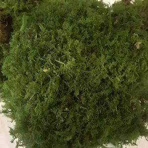 Bulk Preserved Sheet Moss | 100% USA Sourced Sustainably | Various Sizes
