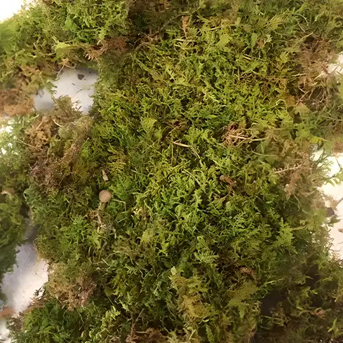 Bulk Sheet Moss | 100% USA Sourced Sustainably | Various Sizes