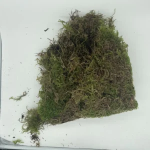 Bulk Sphagnum Mountain Moss - Oregon Sourced