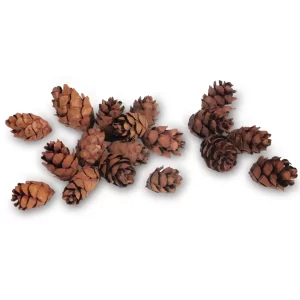 Bulk Hemlock Pine Cones | 100% USA Sustainably Sourced