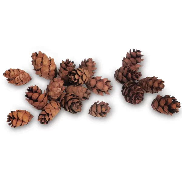 Bulk Eastern Hemlock Pine Cones