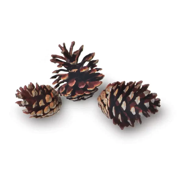 Bulk Jack Pine Cones