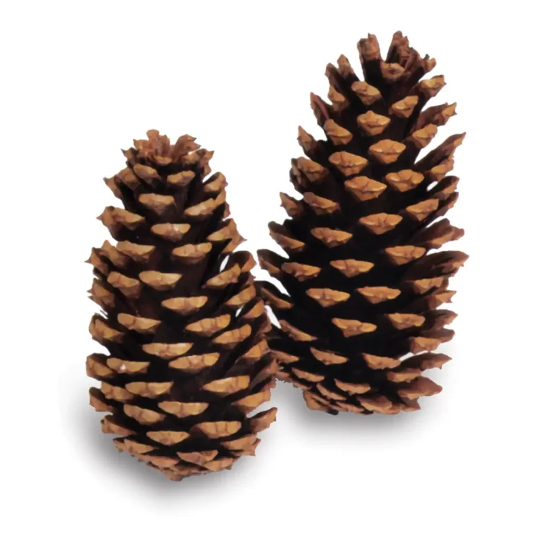 Bulk Loblolly Pine Cones | 100% USA Sustainably Sourced