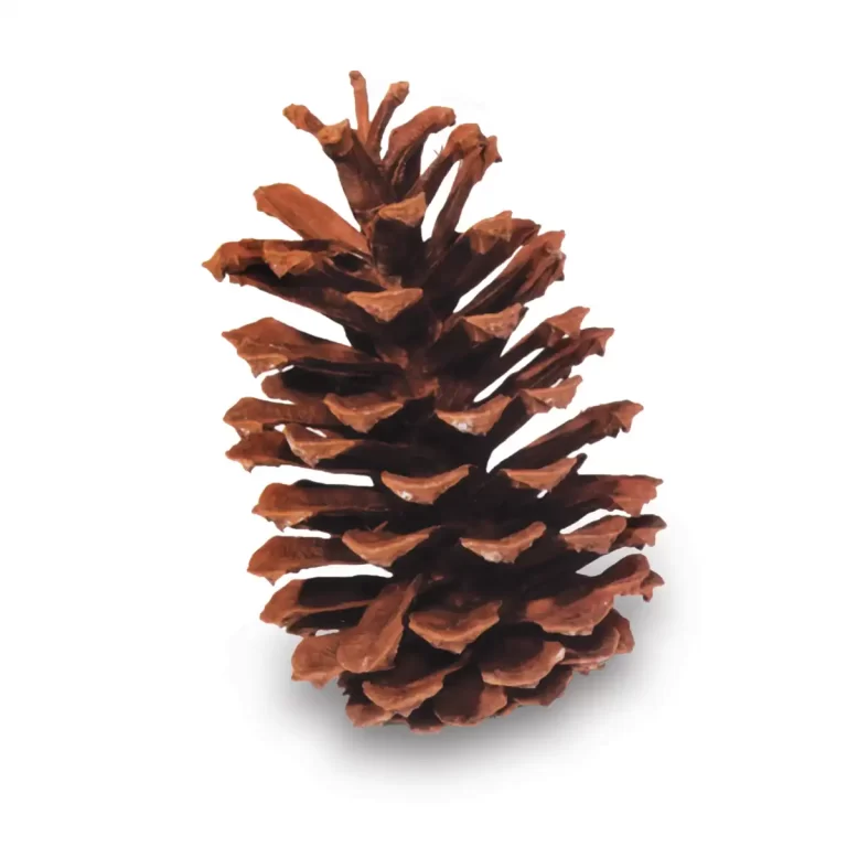 Bulk Longleaf Pine Cones | 100% USA Sustainably Sourced
