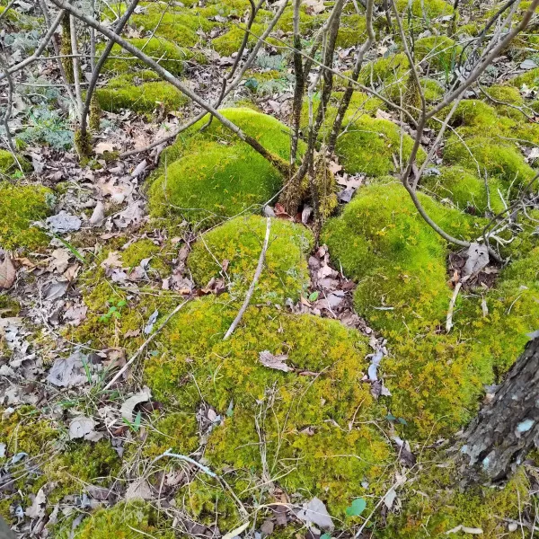 Mood Moss Outside