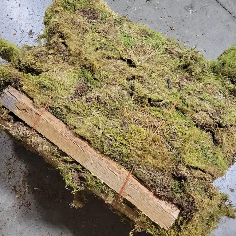 Bulk Mountain Moss (Sphagnum)  | 100% USA Sourced Sustainably | Various Sizes