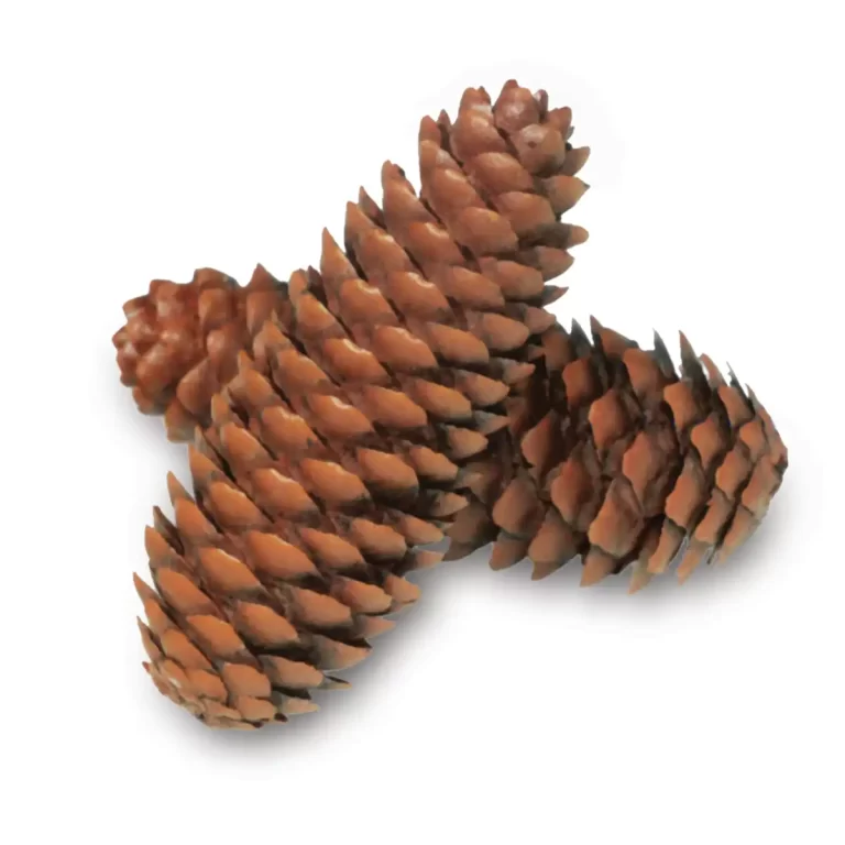 Bulk Norway Spruce Cones | 100% USA Sustainably Sourced