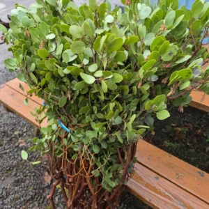 Bulk Natural Oregon Manzanita Branches | Various Sizes Available