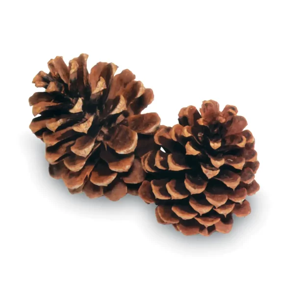 Ponderosa Pine Cones