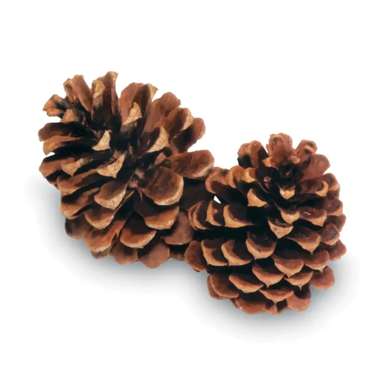 Bulk Ponderosa Pine Cones | 100% USA Sustainably Sourced