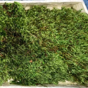 Bulk Preserved Mood Moss