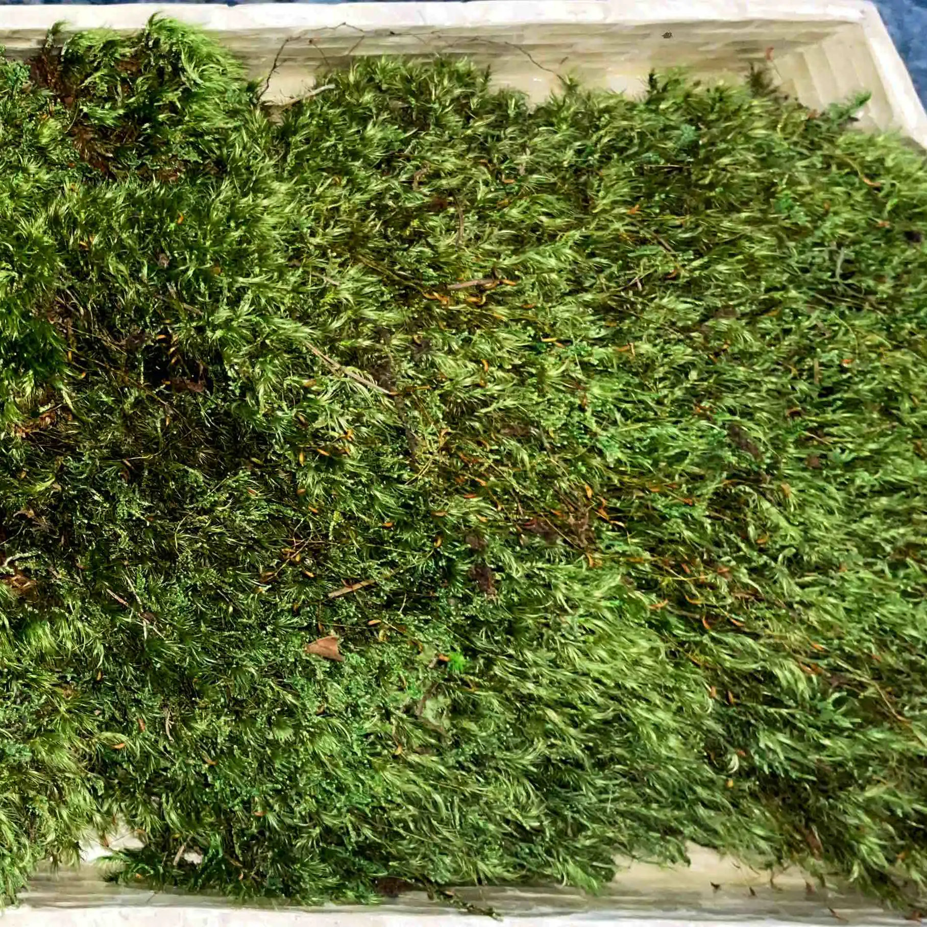 Bulk Preserved Mood Moss