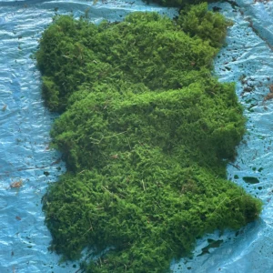 Preserved USA Grown Sheet Moss