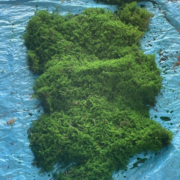 Preserved USA Grown Sheet Moss