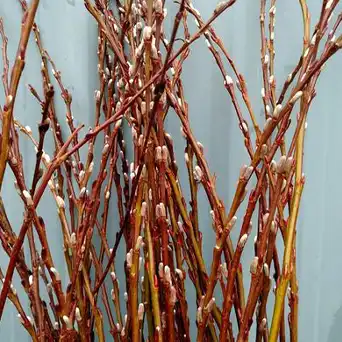 Bulk Pussy Willow Branches | 100% USA Sustainably Sourced