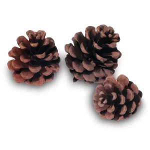 Bulk Red Pine Cones | 100% USA Sustainably Sourced