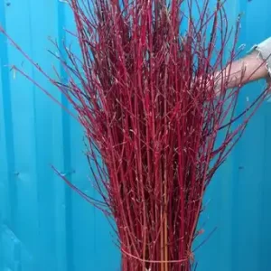 Bulk Red Twig Dogwood Branches | Various Sizes Available | 100% USA Sustainably Sourced