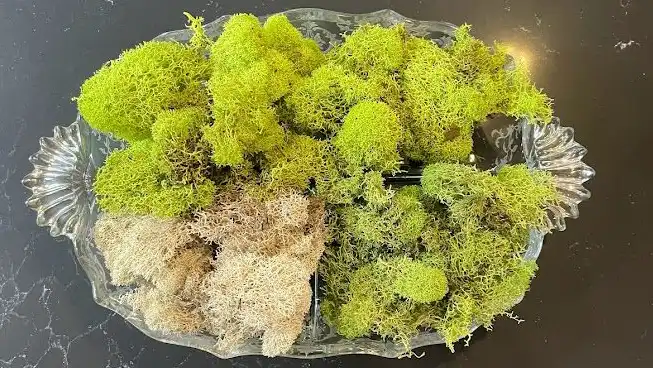 Reindeer Moss Table Decoration
