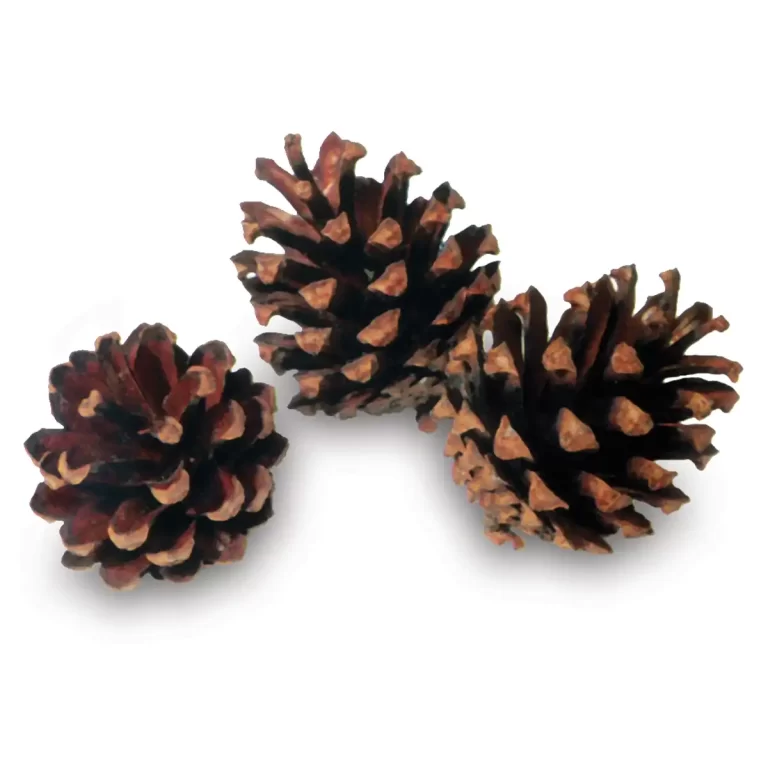 Bulk Scotch Pine Cones | 100% USA Sustainably Sourced