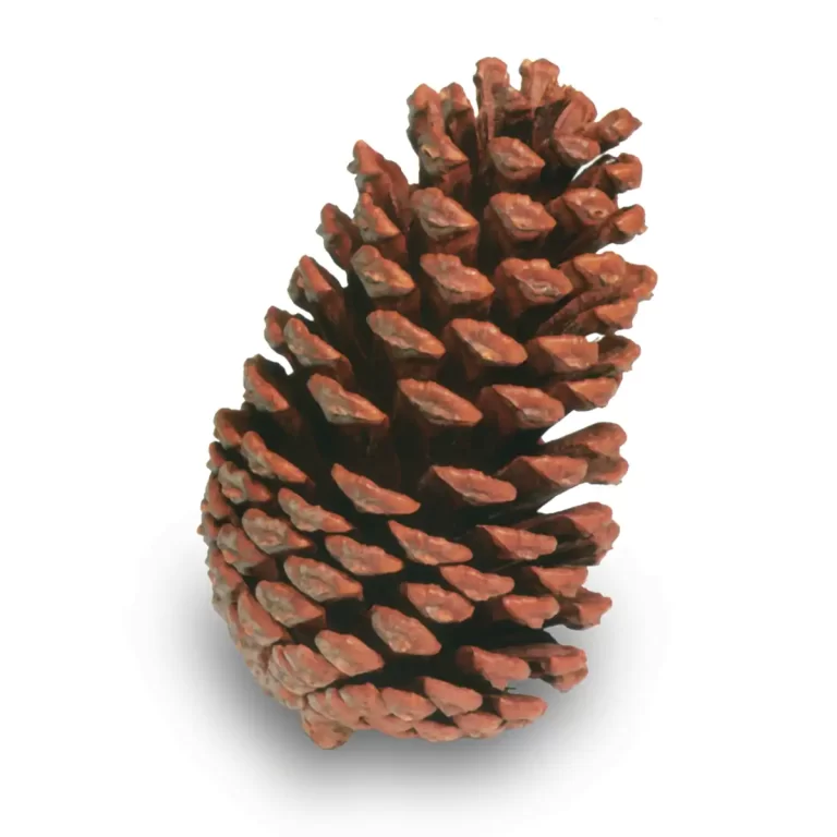 Bulk Slash Pine Cones | 100% USA Sustainably Sourced