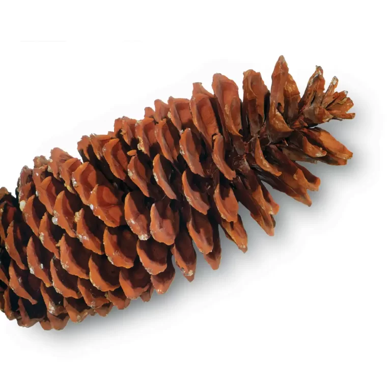 Bulk Sugar Pine Cones | 100% USA Sustainably Sourced