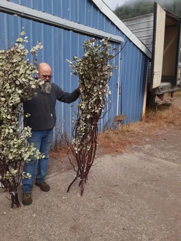 Bulk Natural Oregon Manzanita Branches | Various Sizes Available - Image 3