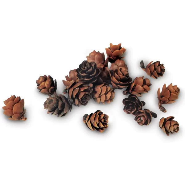 Tamarack Pine Cones