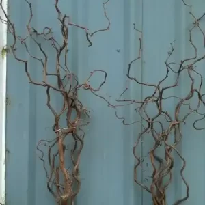 Walking Stick Contorted Chestnut Branches | Various Sizes Available | 100% USA Sustainably Sourced