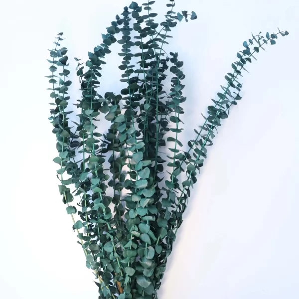 Washed Green Eucalyptus Branches