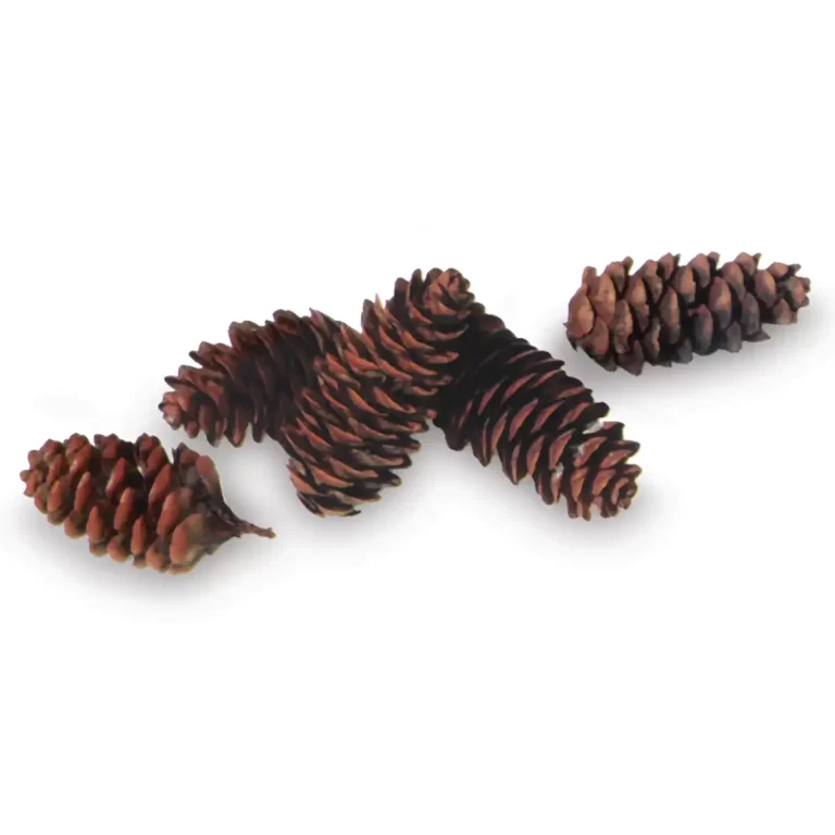 Bulk White Spruce Pine Cones | 100% USA Sustainably Sourced