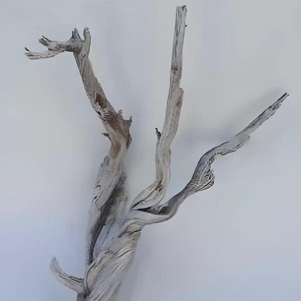 10 Inch to 12 Inch Ghost Wood Branch