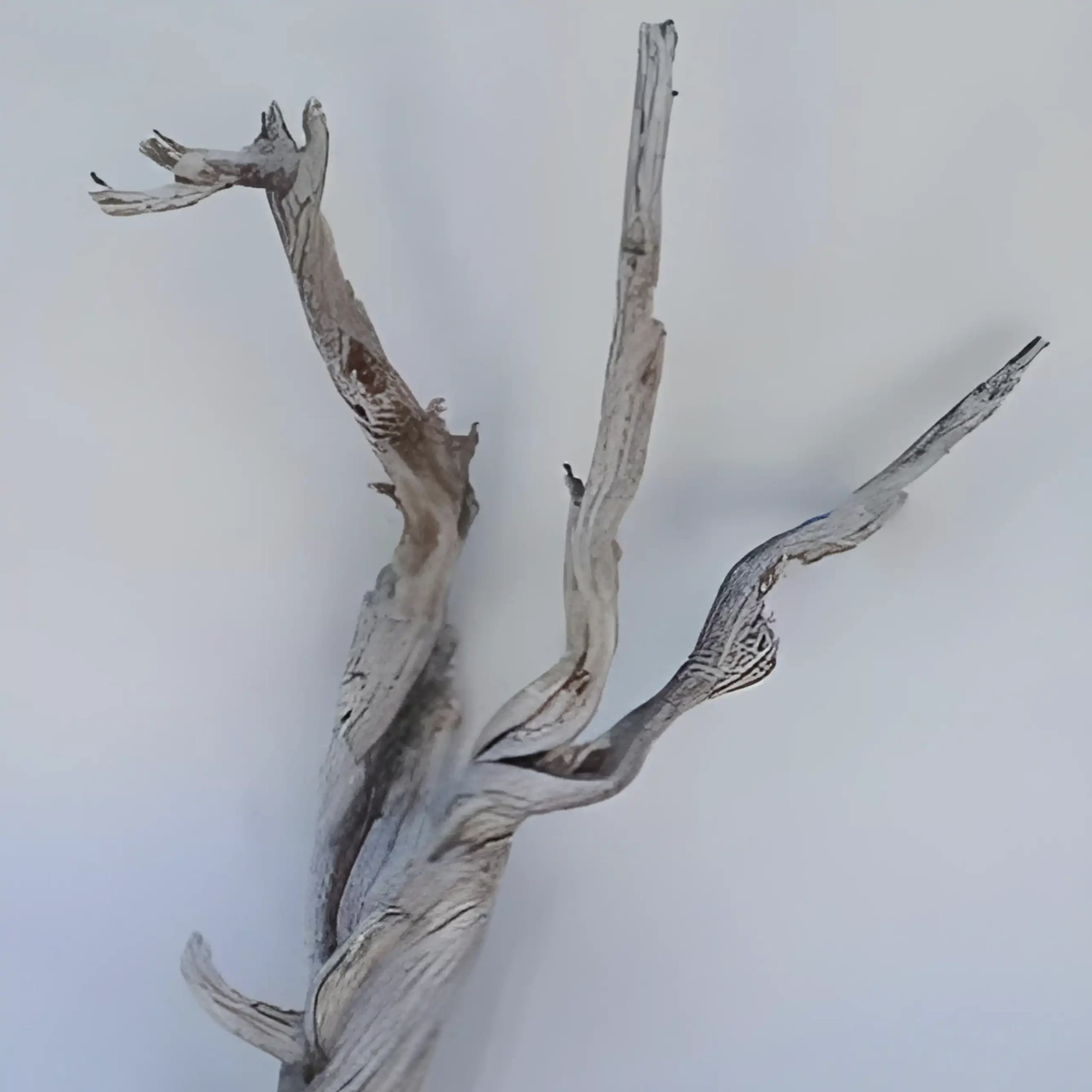 thumbnail image 2 of Pisces Ghostwood Sandblasted Branch - Natural Aquarium & Terrarium Driftwood 2 of 5