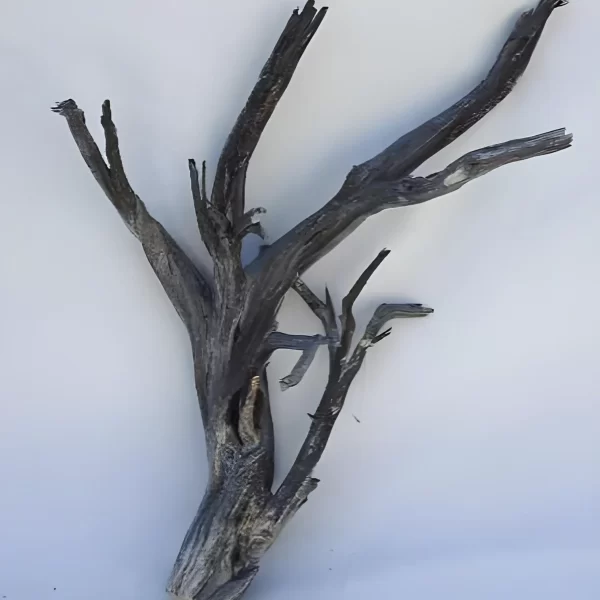 14 Inch to 16 Inch Ghost Wood Branch