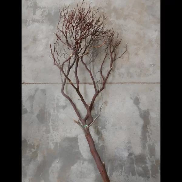 60 Inch Manzanita Branch with Fork