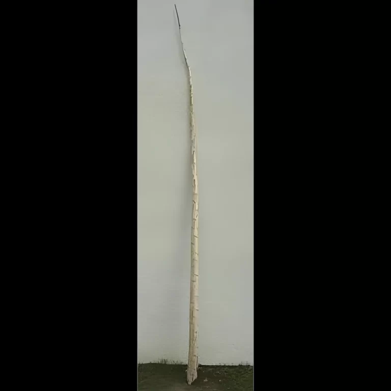 Bulk Natural Yucca Poles | 100% USA Sustainably Sourced
