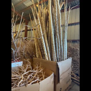 Bulk Yucca Poles in Box