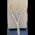 Sandblasted Birdwood Manzanita 2026